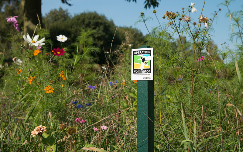 Be rewarded for pollinator action