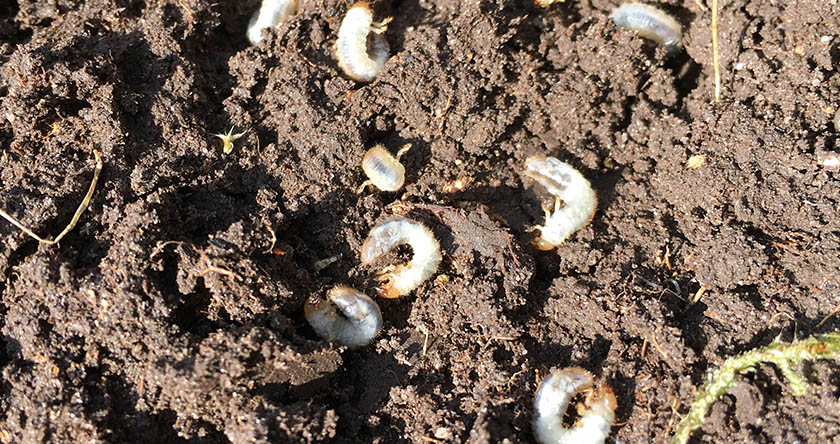 Acelepryn Emergency Authorisation for chafer grubs adds extra areas for protection