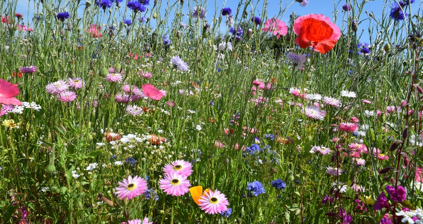 Sustainable seed solutions from DLF at SALTEX 2022 – stand J052