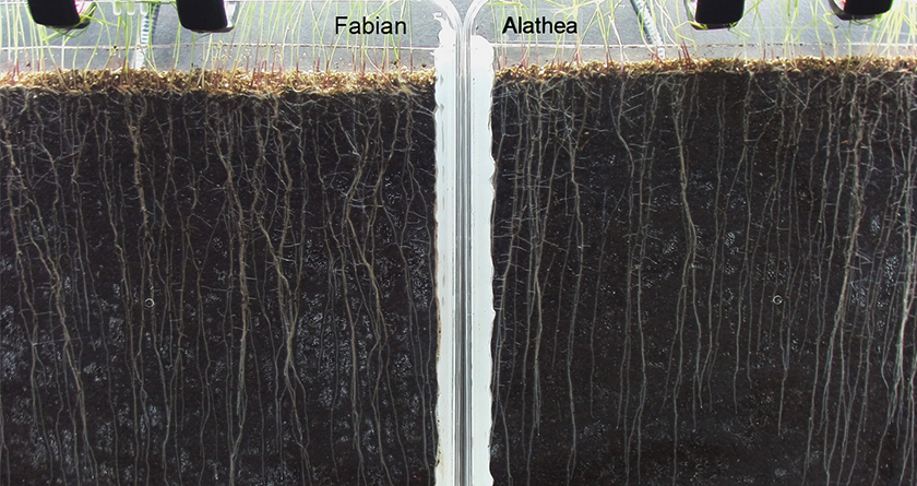 Safeguard surfaces from drought with 4turf® from DLF