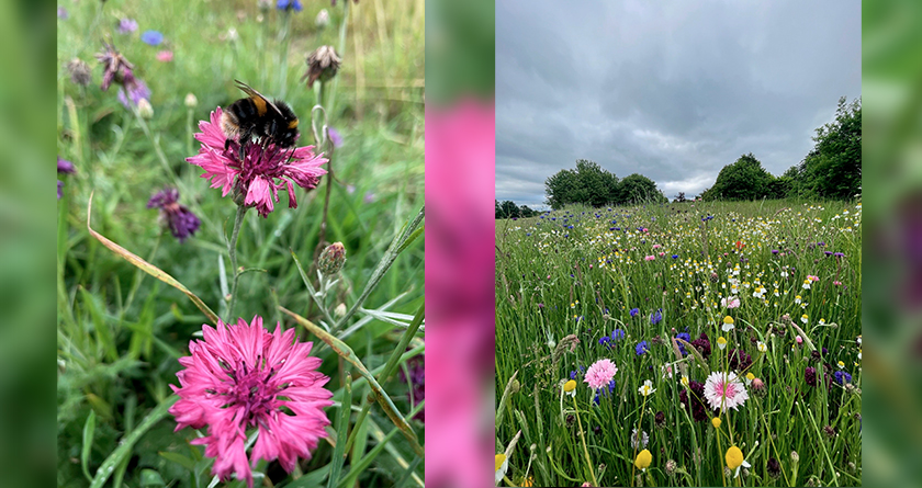 Pro Flora helping to boost biodiversity at Woolley Park Golf Club