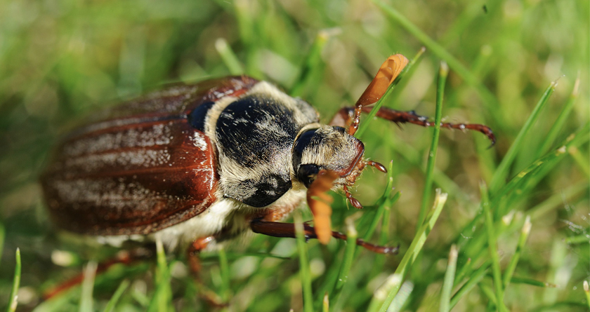 NemaTrident techniques to target chafer grub larvae