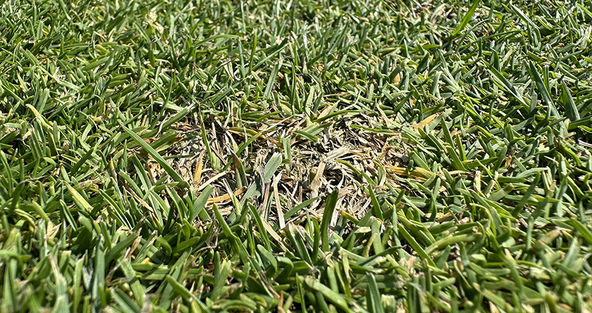 Prepare to prevent dollar spot attacks