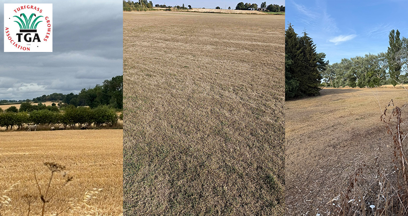 UK turf industry at ‘defining moment’ as drought and rising costs put future supply at risk