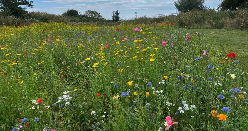 Wildflowers from DLF help wildlife to flourish at Alnmouth Golf Club