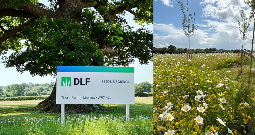 DLF shine a spotlight on sustainable seed solutions at GroundsFest 2026